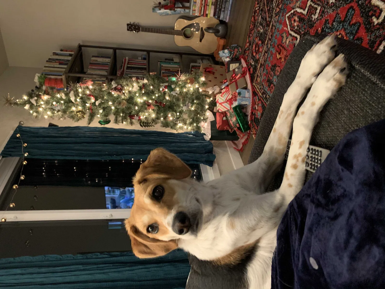 Lost dog in Manitou Springs, CO, 80829