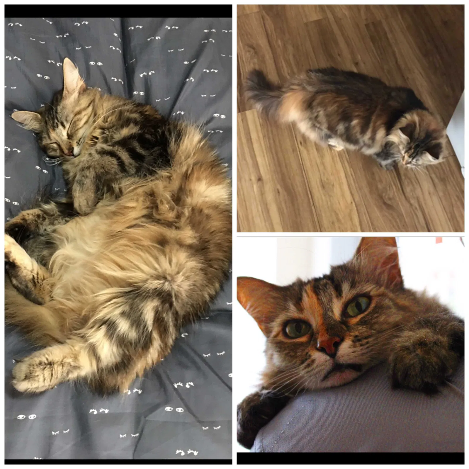 Lost cat in Tallahassee, FL, 32301