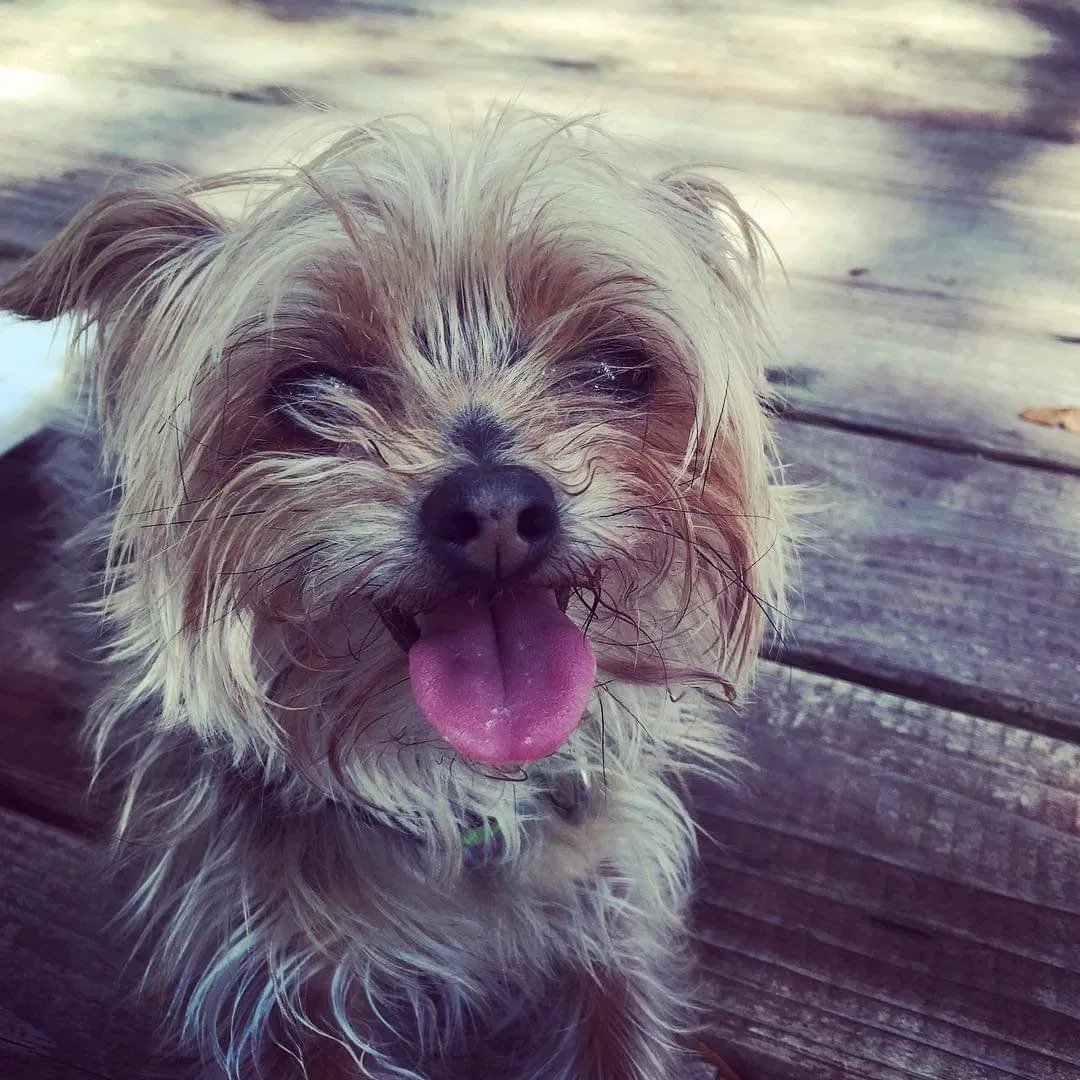 Lost dog in Bryan, TX, 77802