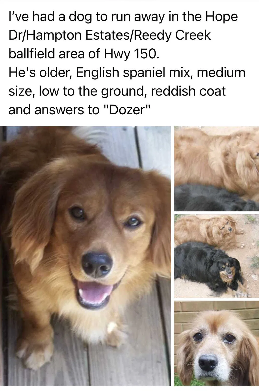 Lost dog in Lexington, NC, 27295