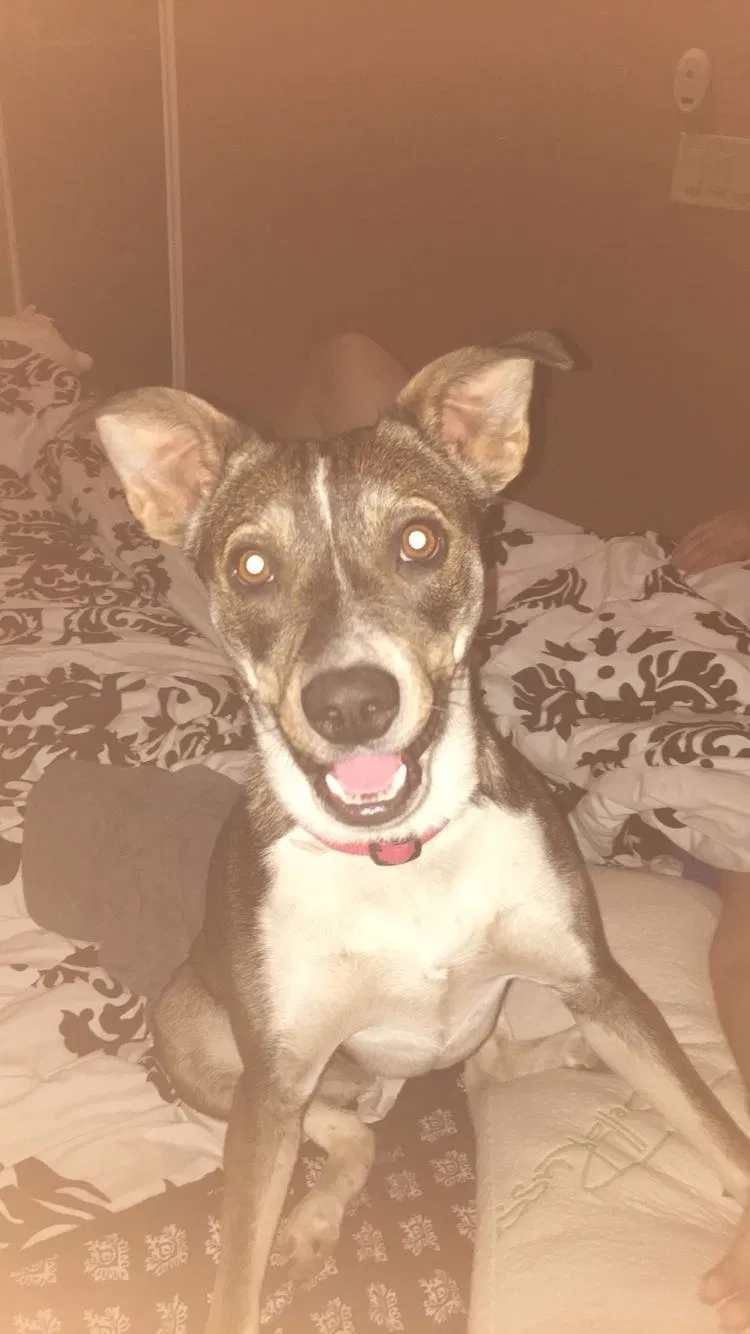Lost dog in Tucson, AZ, 85714