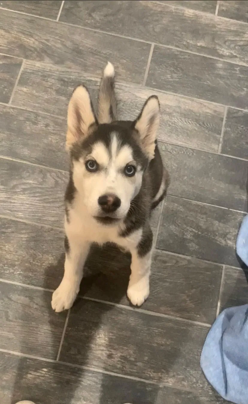Lost dog in Amarillo, TX, 79109