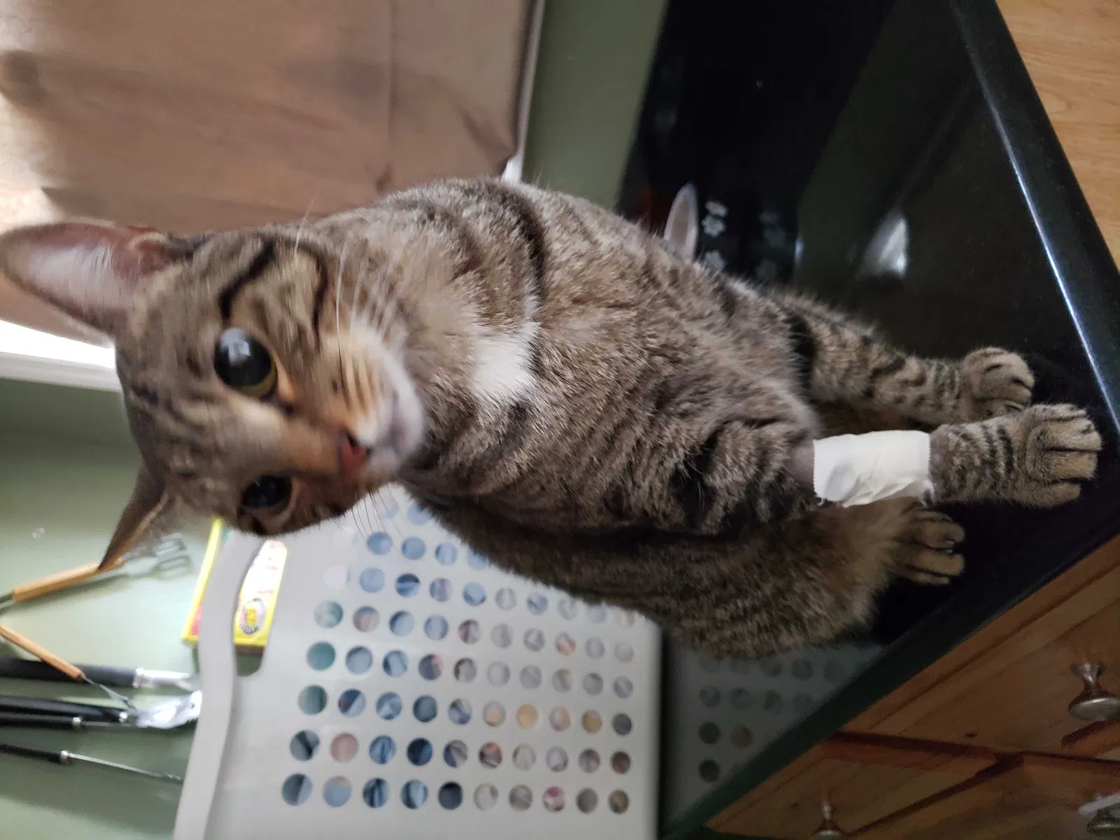 Lost cat in Cantonment, FL, 32533