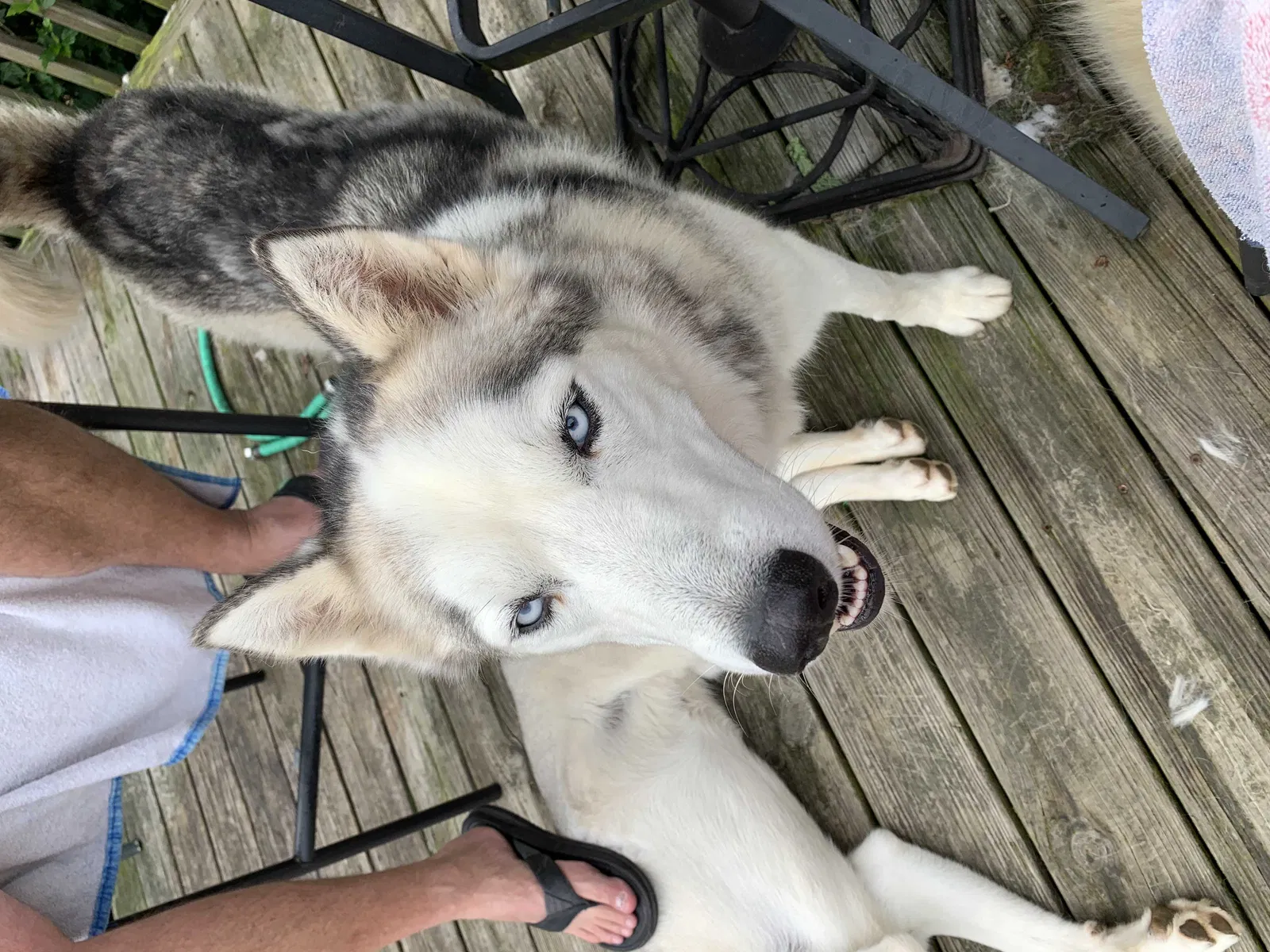 Lost dog in Blountville, TN, 37617