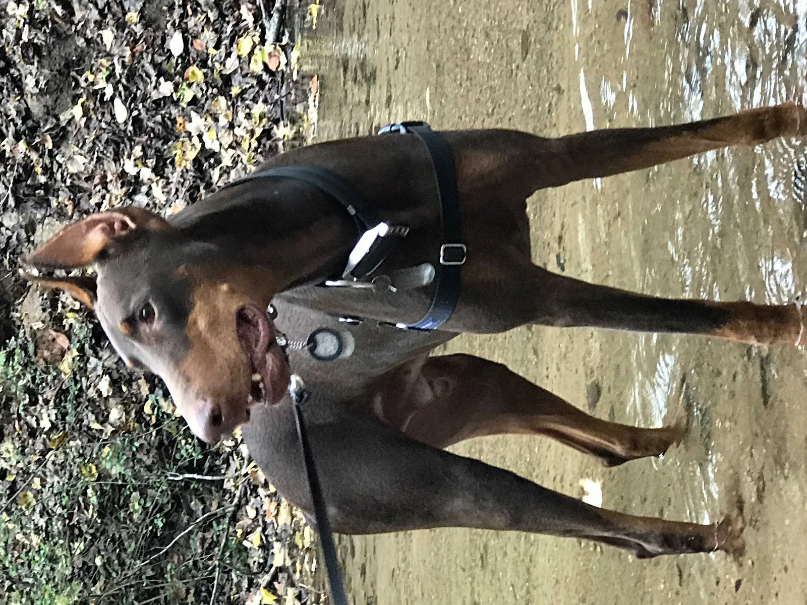 Lost dog in Montrose, GA, 31065