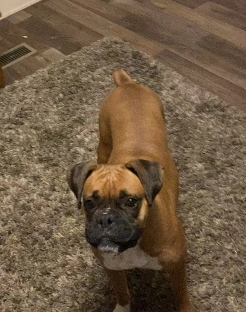 Lost dog in Midland, TX, 79706