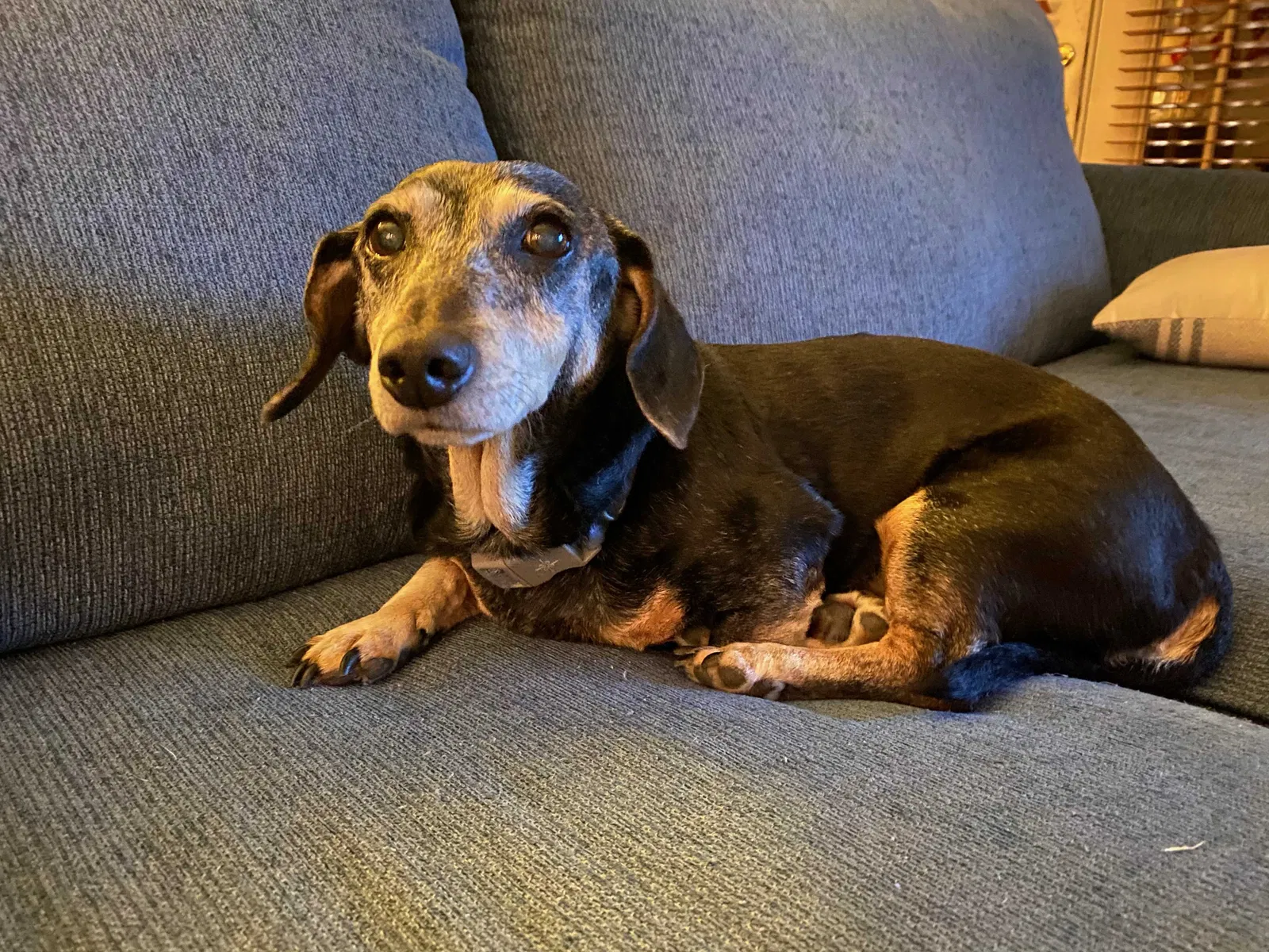 Found dog in Breaux Bridge, LA, 70517