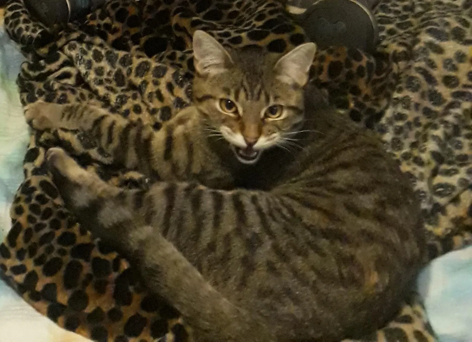 Lost cat in Roy, UT, 84067