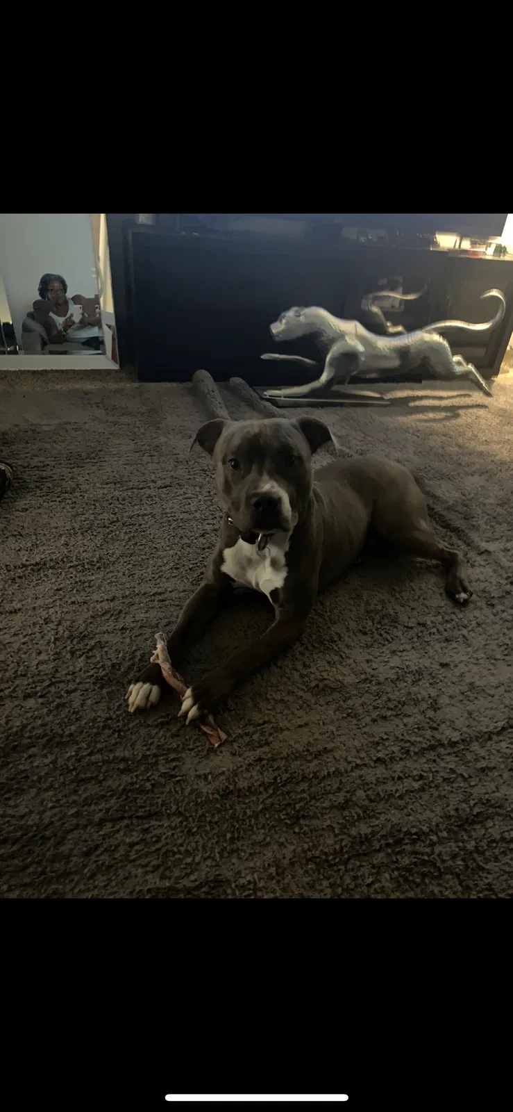 Lost dog in Toledo, OH, 43614