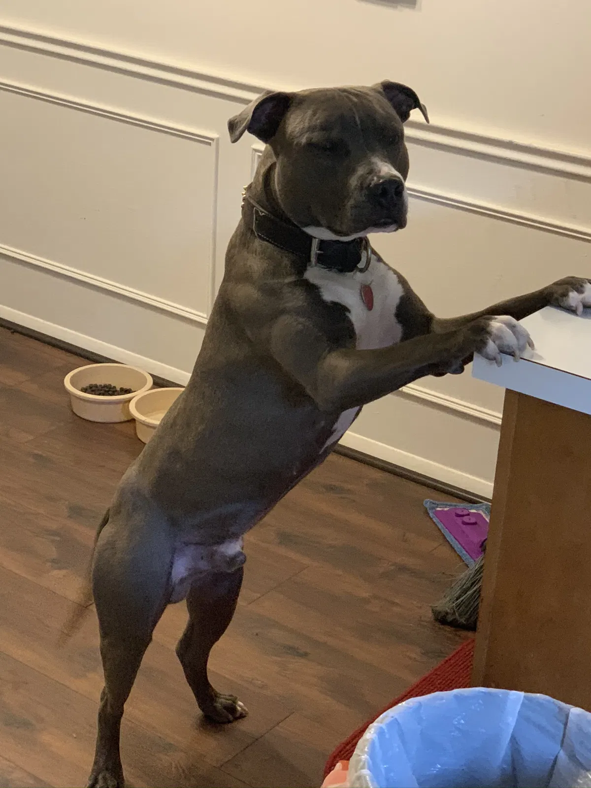 Lost dog in Toledo, OH, 43614