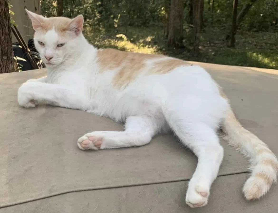 Lost cat in Santa Rosa Beach, FL, 32459