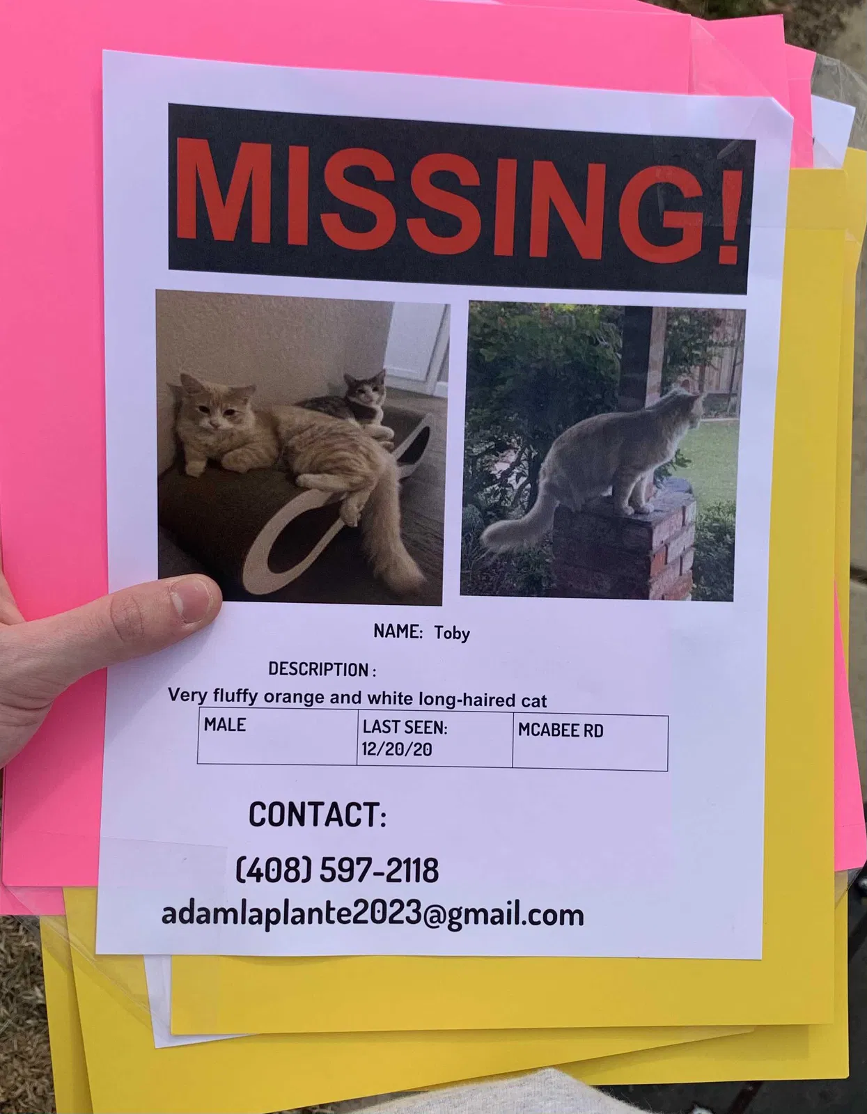Lost cat in San Jose, CA, 95120