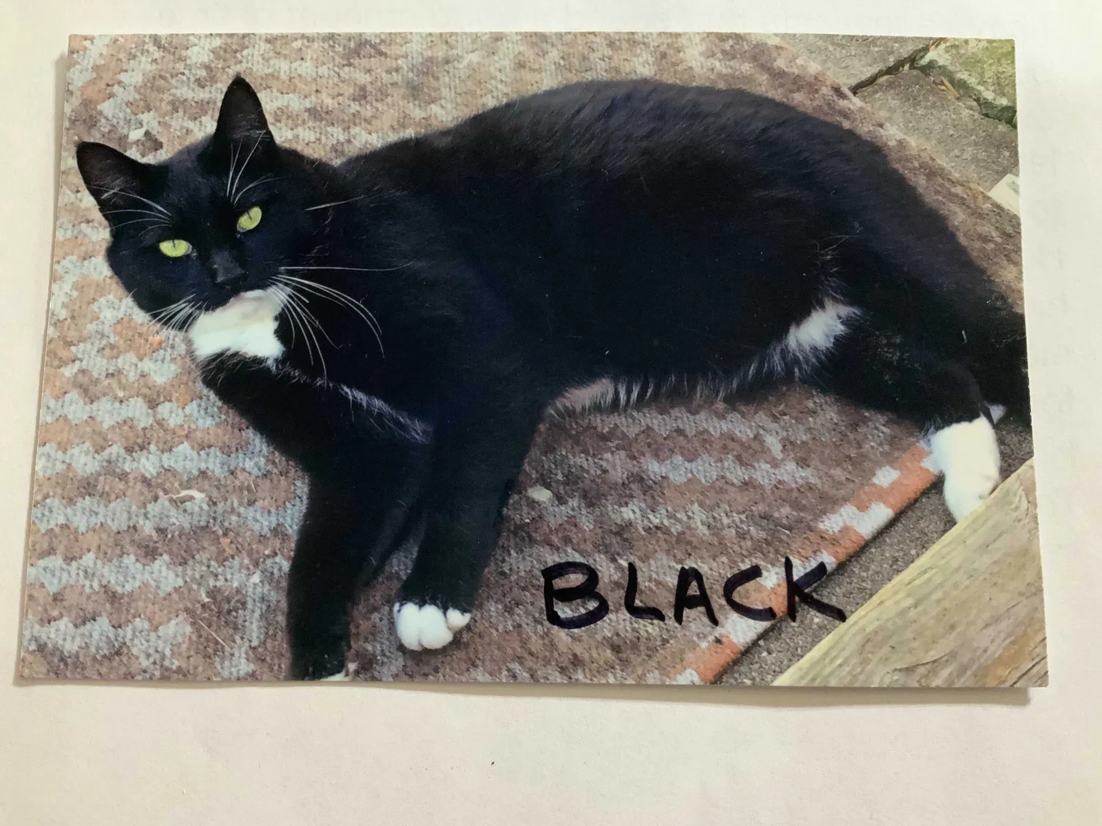 Lost cat in Wabash, IN, 46992