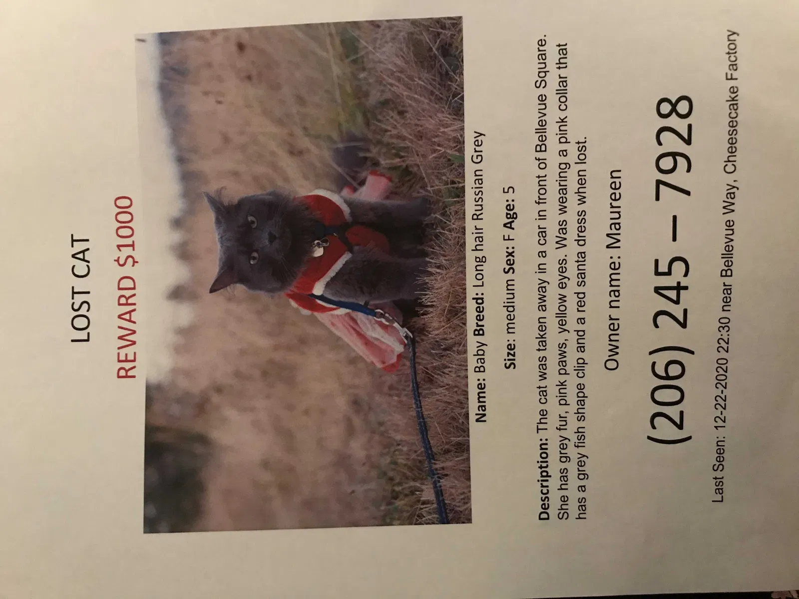 Lost cat in Bellevue, WA, 98004