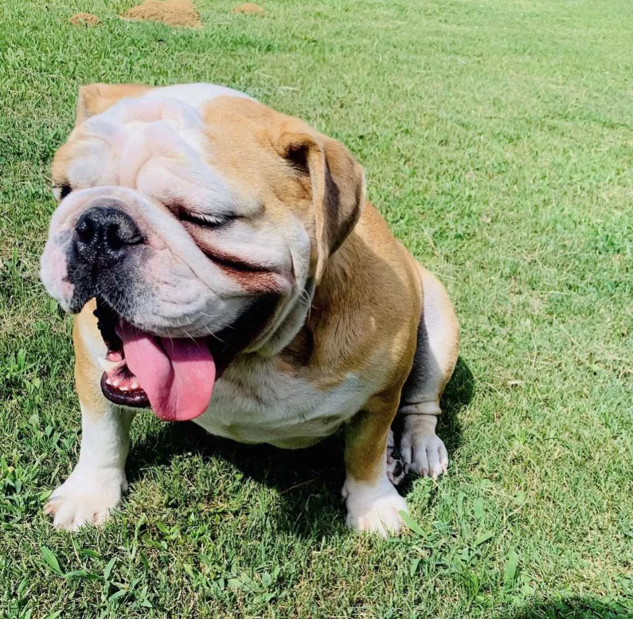 Lost dog in Tyler, TX, 75702