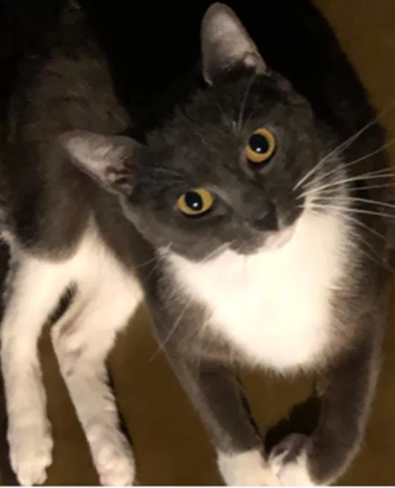 Lost cat in New Bern, NC, 28560