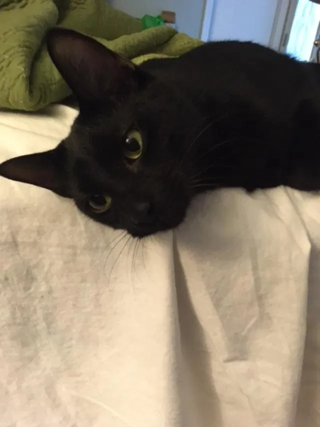 Lost cat in Savannah, GA, 31405