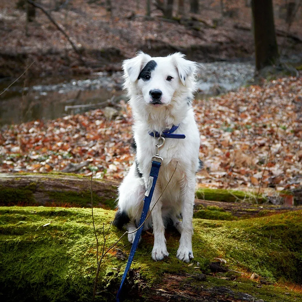 Lost dog in Oakland, MD, 21550
