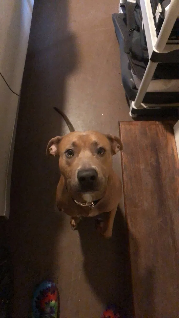 Found dog in Gallatin, TN, 37066