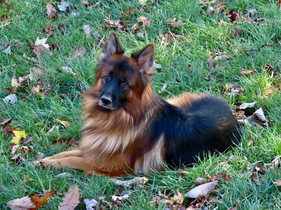 Lost dog in Horse Shoe, NC, 28742