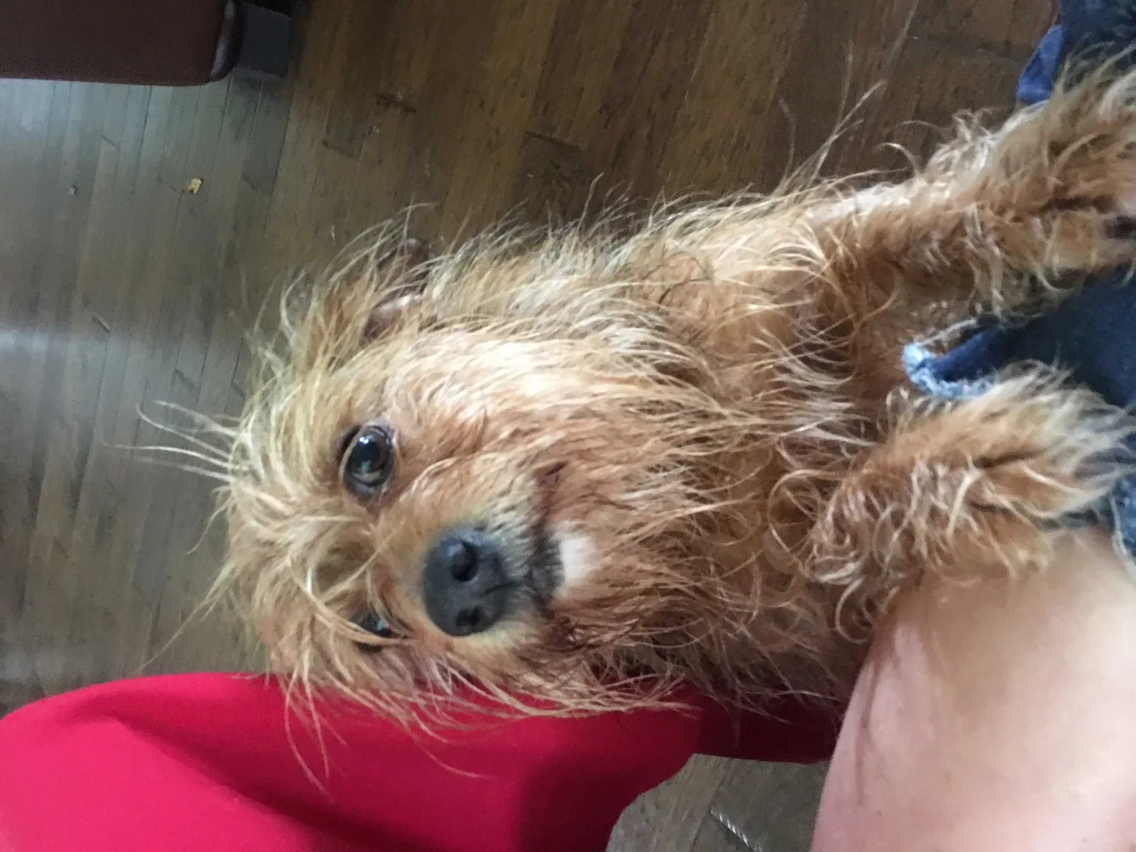 Lost dog in Wellston, OK, 74881