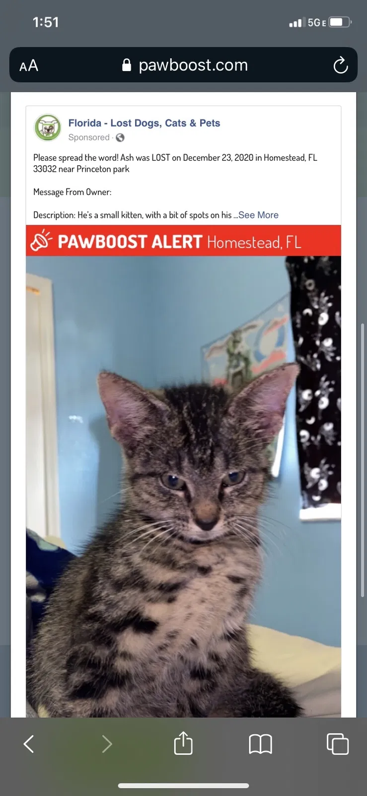 Lost cat in Homestead, FL, 33032