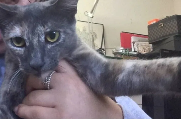 Lost cat in Honolulu, HI, 96818