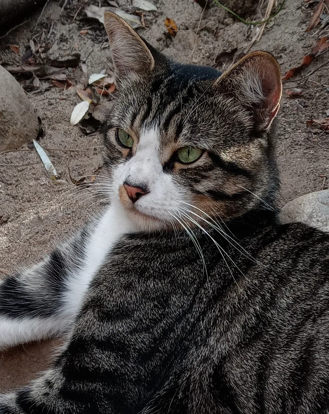 Lost cat in San Diego, CA, 92111