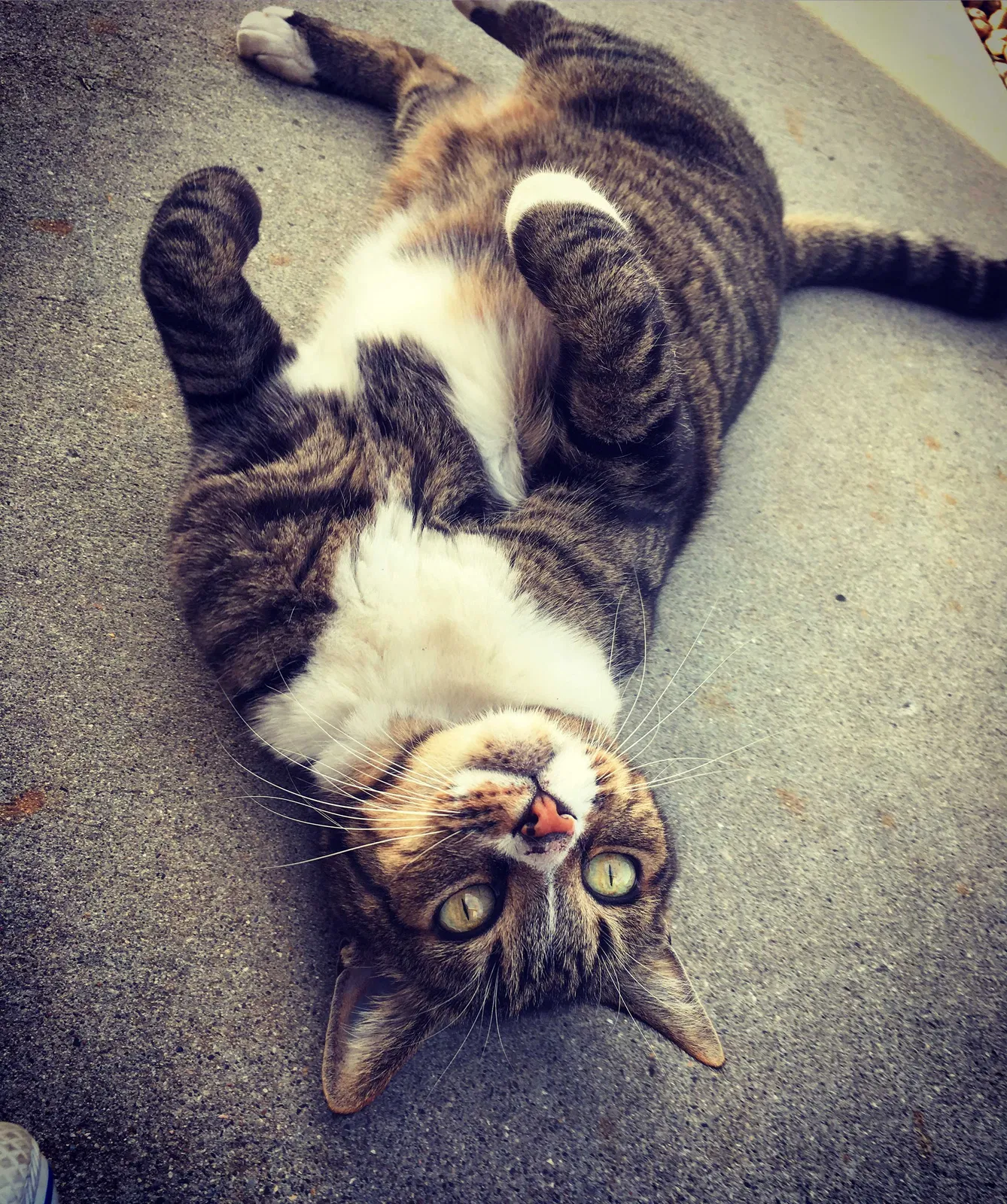 Lost cat in Nipomo, CA, 93444