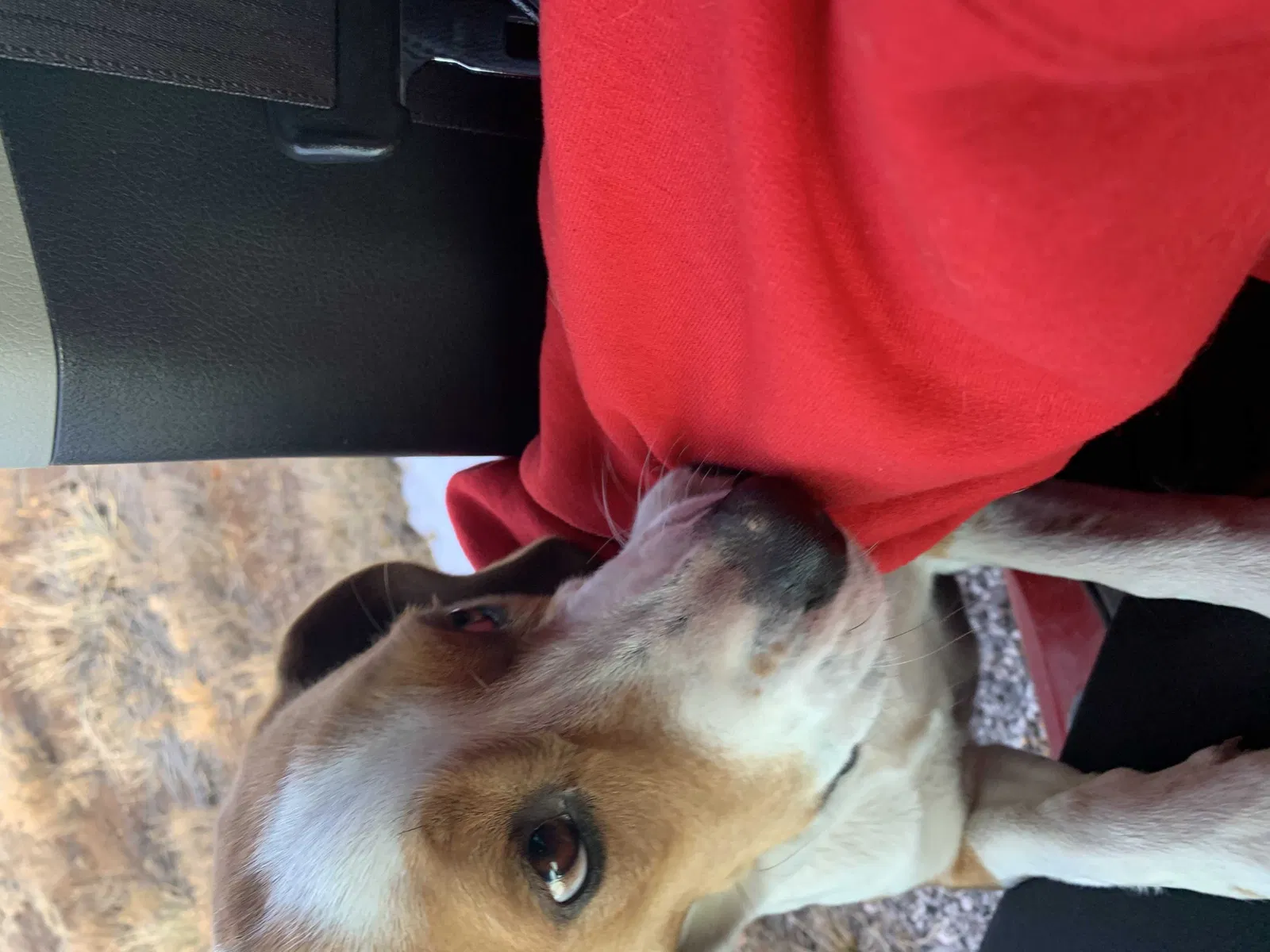 Found dog in Thoreau, NM, 87323