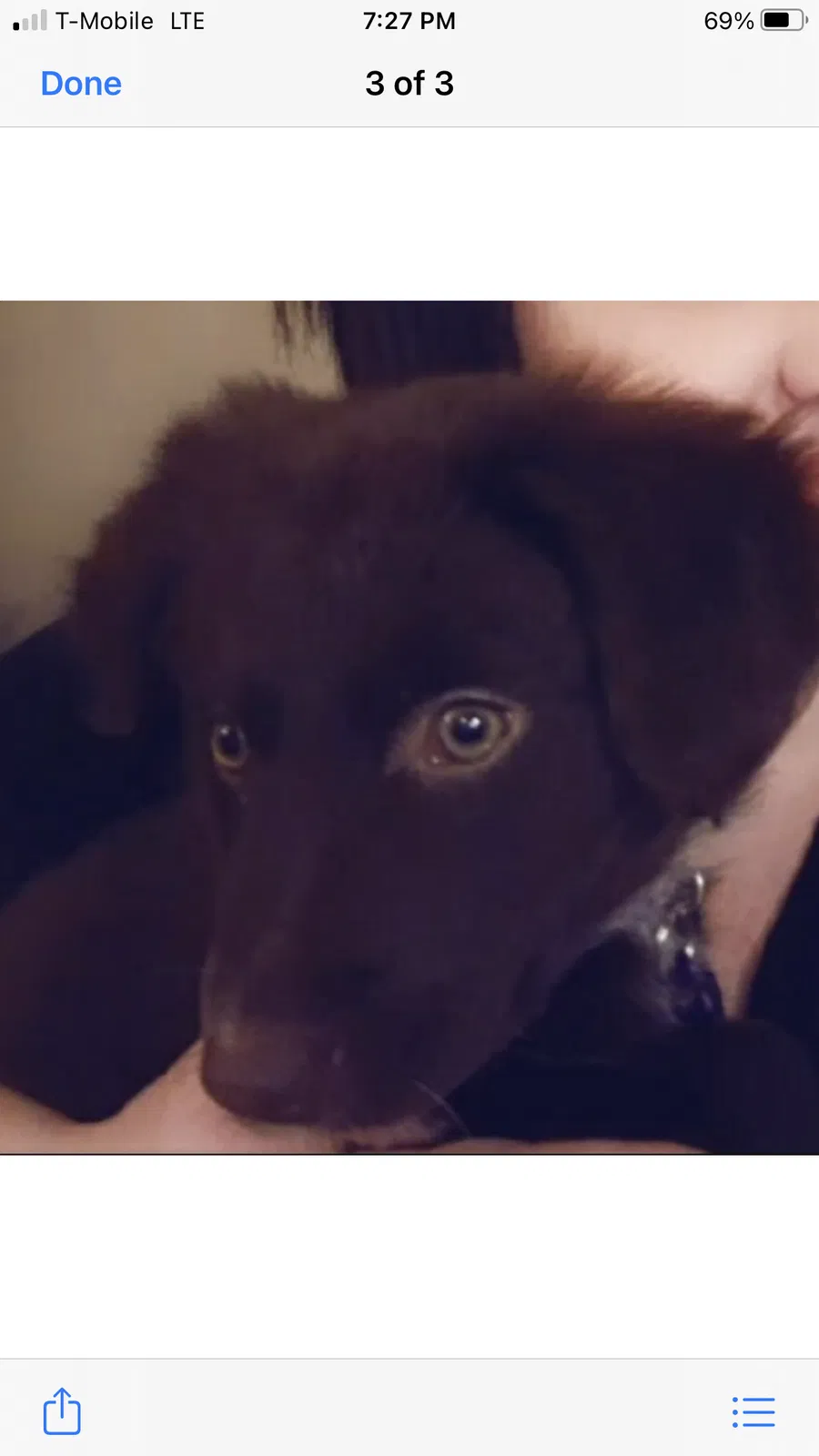 Lost dog in Dothan, AL, 36305