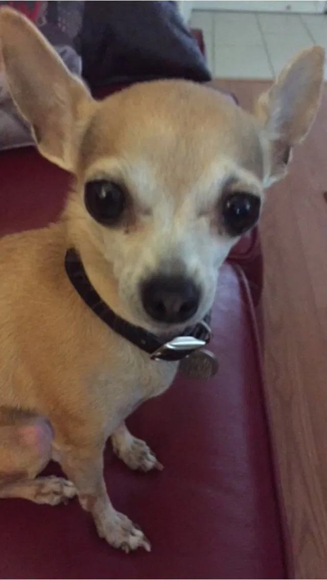 Lost dog in Salem, OR, 97304