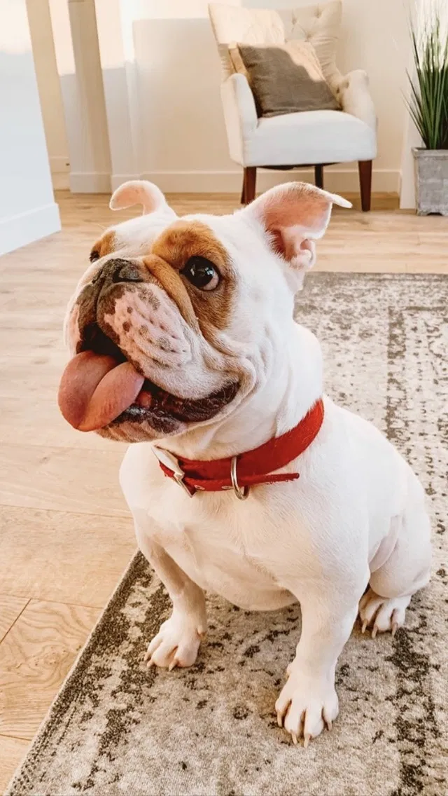 Lost dog in Spanish Fork, UT, 84660