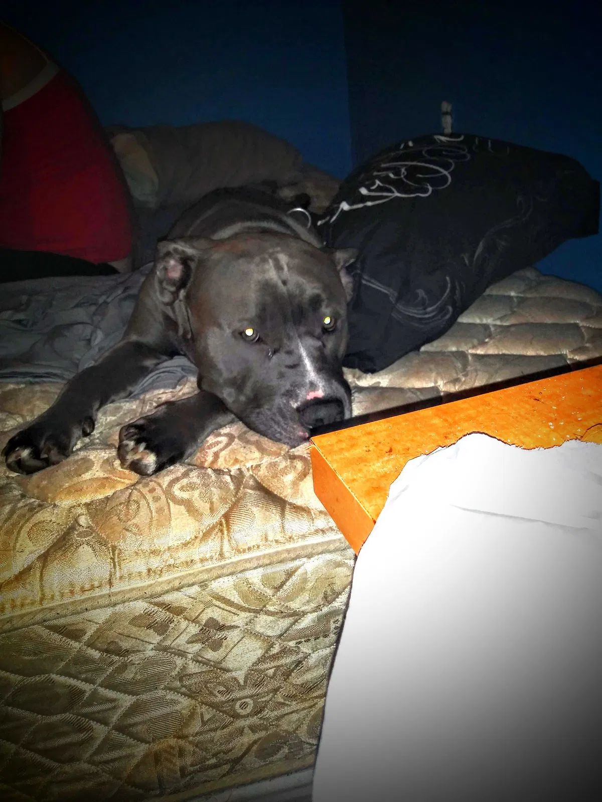 Lost dog in Louisville, KY, 40272