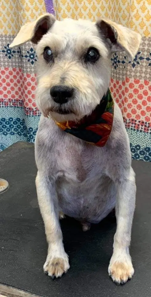 Lost dog in Fawn Grove, PA, 17321
