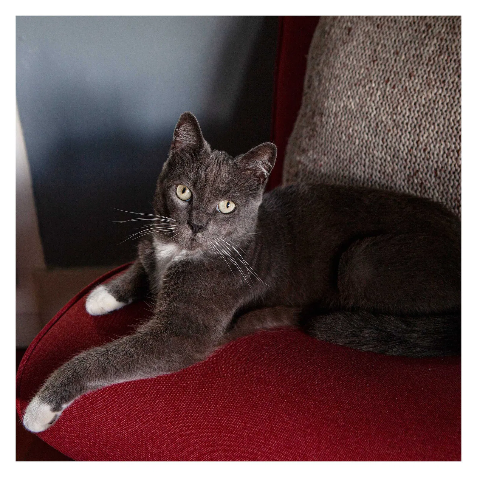 Lost cat in San Diego, CA, 92102