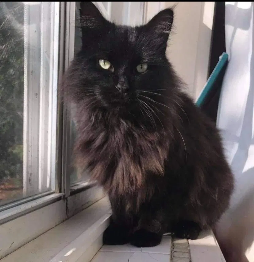 Lost cat in Navarre, FL, 32566