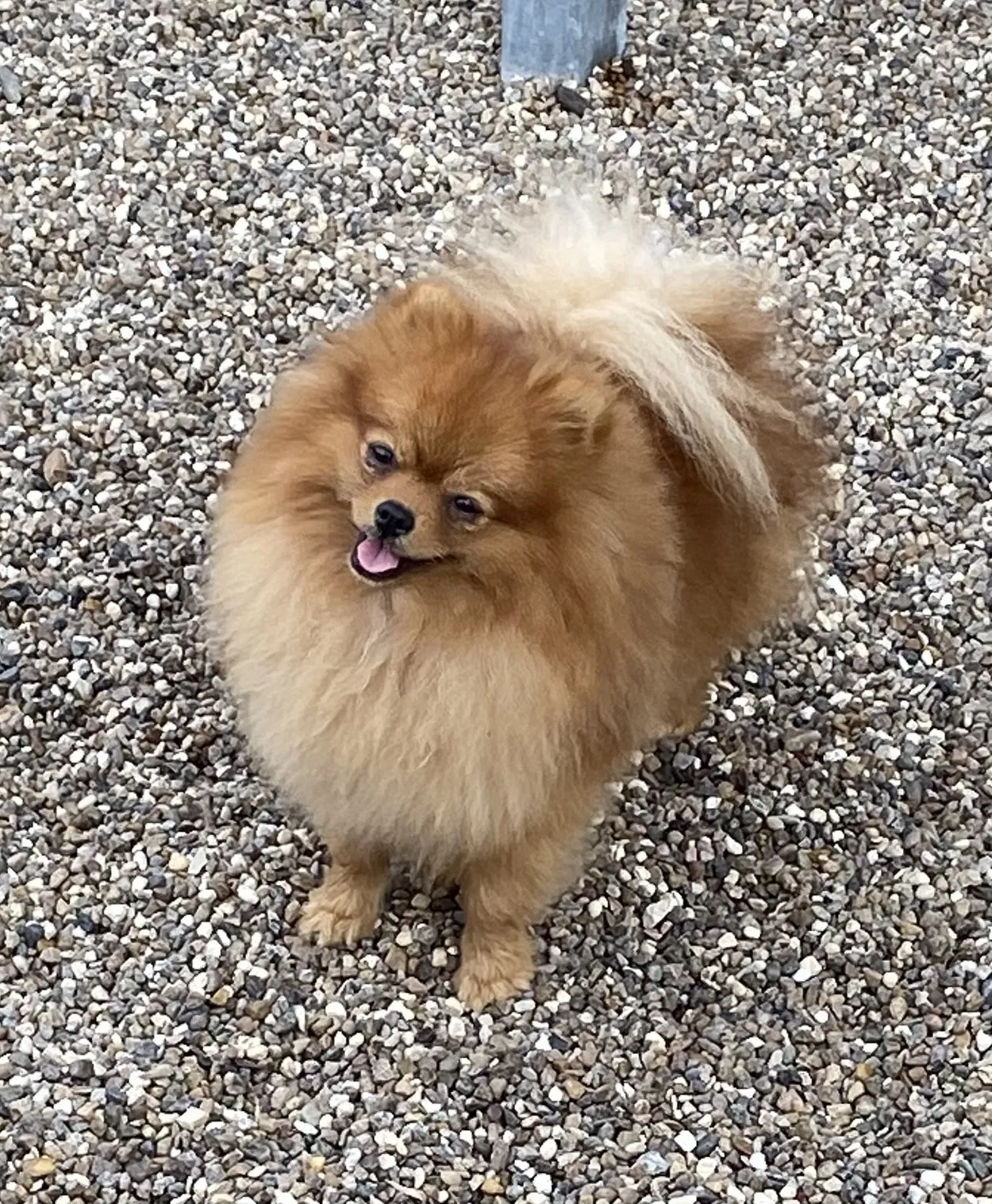 Lost dog in Albany, NY, 12210