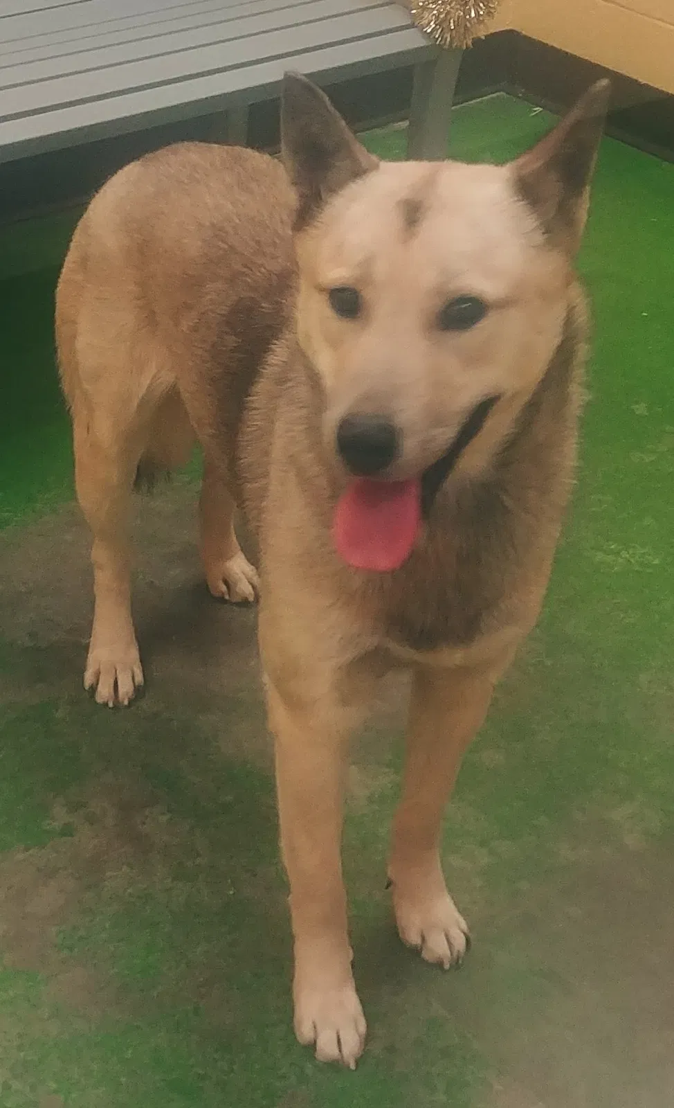 Lost dog in Southaven, MS, 38671