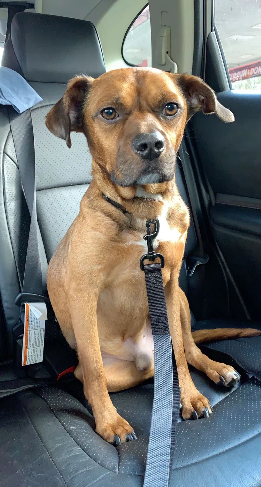 Lost dog in Greensburg, PA, 15601
