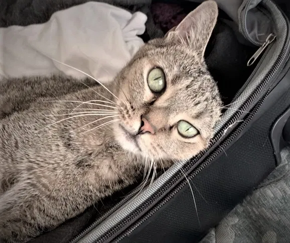 Lost cat in Salinas, CA, 93901