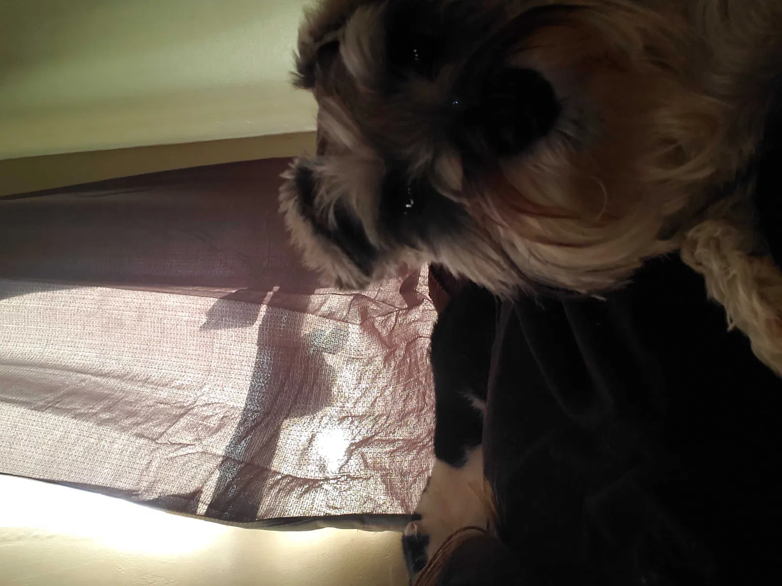 Lost dog in Tulsa, OK, 74146