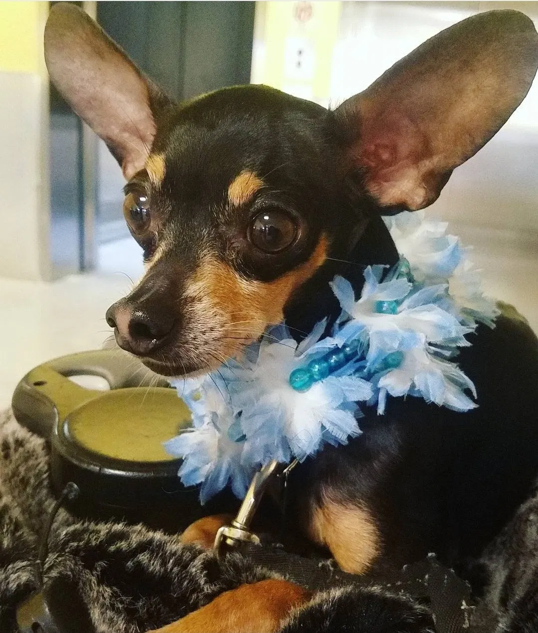 Lost dog in Orlando, FL, 32808