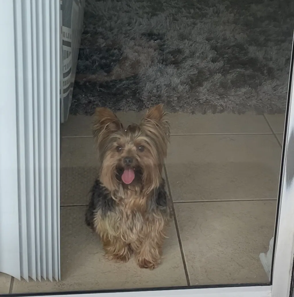 Lost dog in Orlando, FL, 32835