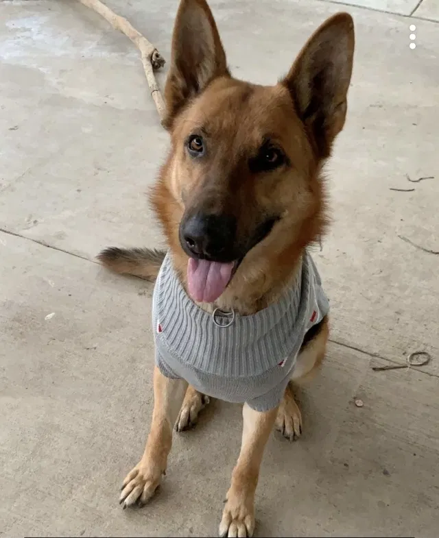 Lost dog in Riverside, CA, 92504