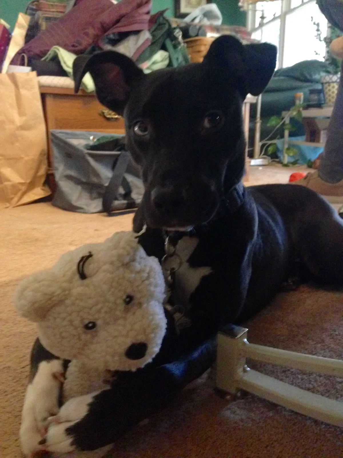 Lost dog in Hickory, NC, 28601
