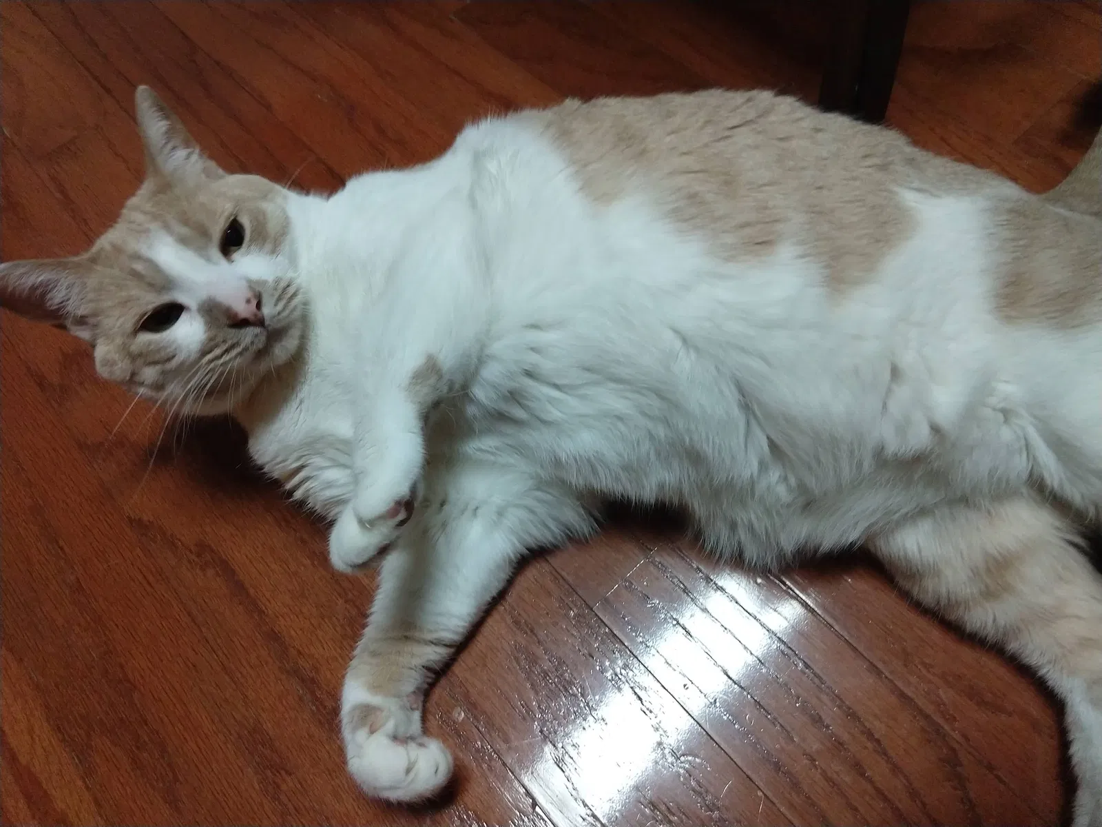 Lost cat in Decatur, GA, 30032