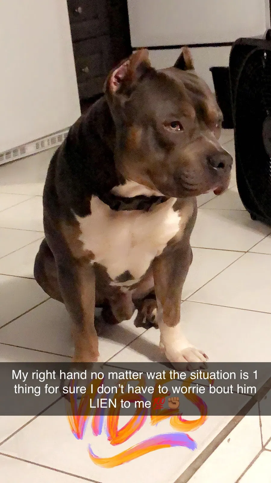 Lost dog in Port Richey, FL, 34668