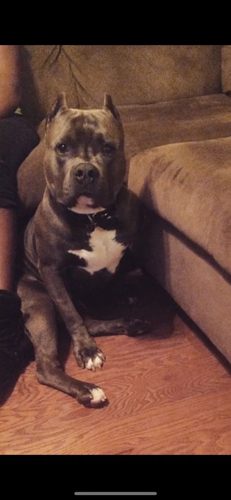 Lost dog in Cantonment, FL, 32533