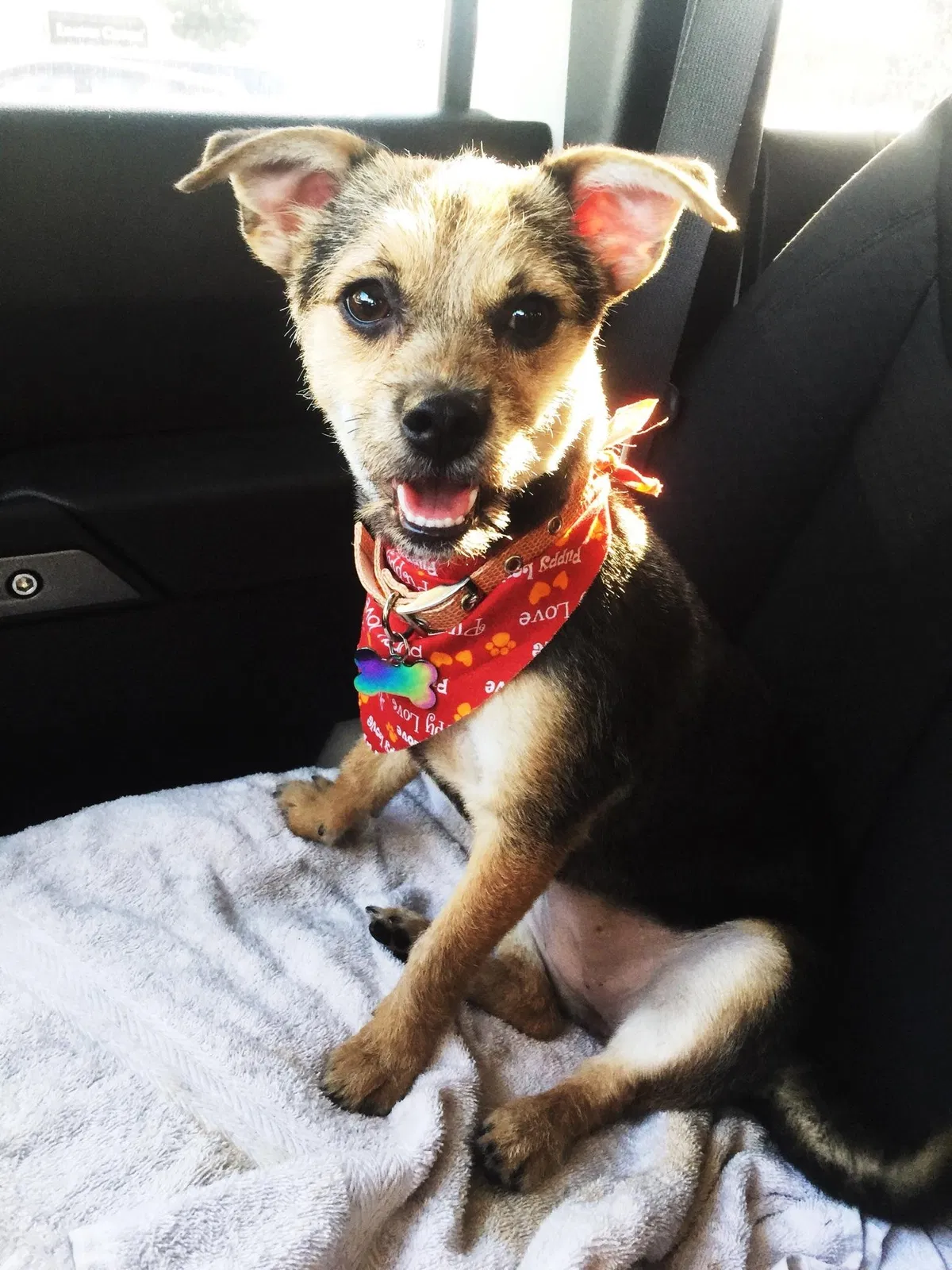 Lost dog in Katy, TX, 77449